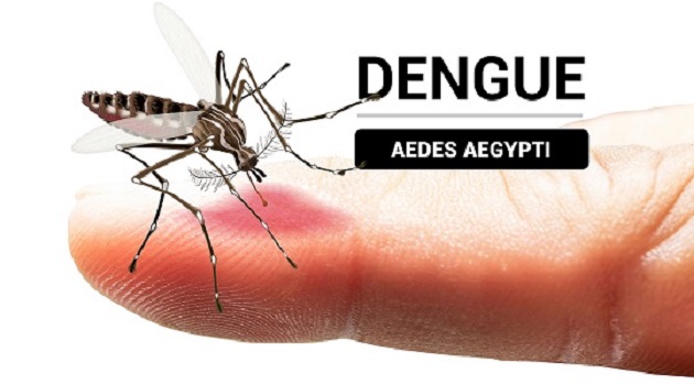 Cienfuegos enfrenta un incremento de enfermedades transmitidas por el mosquito Aedes aegypti, según confirmaron directivos del sector de la Salud mediante conferencia de prensa. / Fotos: Del autor