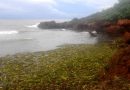 Una marea de jacintos (+Fotos)