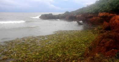 Una marea de jacintos (+Fotos) Una marea de jacintos (+Fotos)