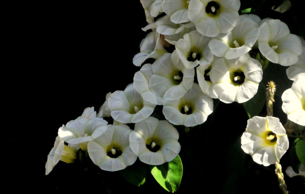 Las campanillas o aguinaldos blancos, adornan cada año la campiña invernal. / Foto: Delvis Toledo de la Cruz / 5 de Septiembre