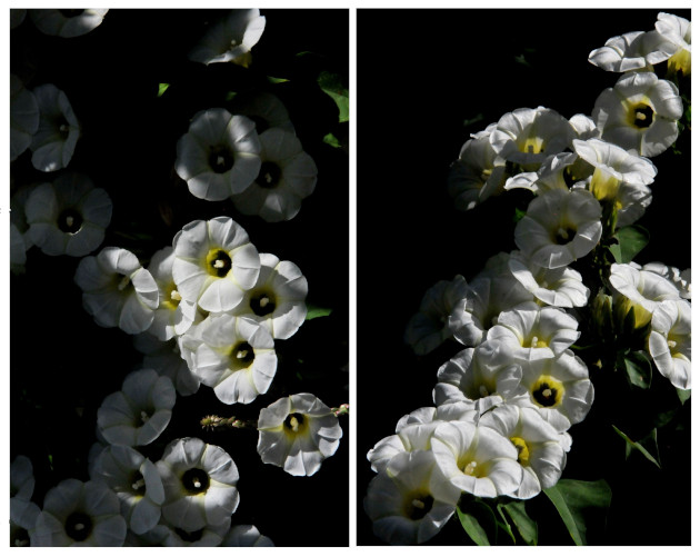 Turbina corymbosa es su nombre latino, es flor predilecta para las abejas en Cuba. / Foto: Delvis Toledo de la Cruz / 5 de Septiembre