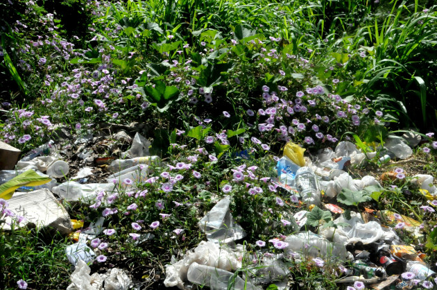 Campanillas silvestres ocupando un microvertedero al lado del camino, en el municipio Cruces. / Foto: Delvis Toledo de la Cruz / 5 de Septiembre