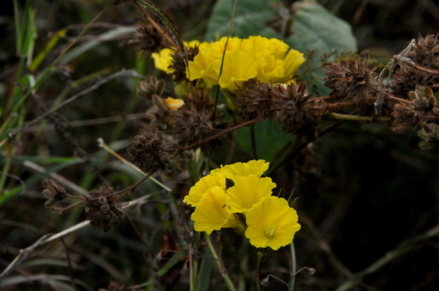 La Camonea umbellata, con su intenso color amarillo, es una de las especies más destacables. / Foto: Delvis Toledo de la Cruz / 5 de Septiembre