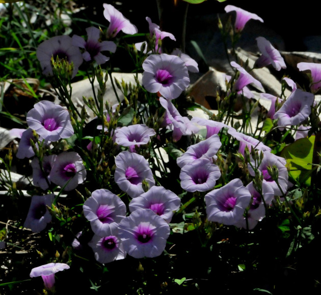 Proliferan, de manera general, en las regiones cálido-templadas. / Foto: Delvis Toledo de la Cruz / 5 de Septiembre