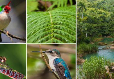 Cuba, la riqueza de sus ecosistemas y hábitats