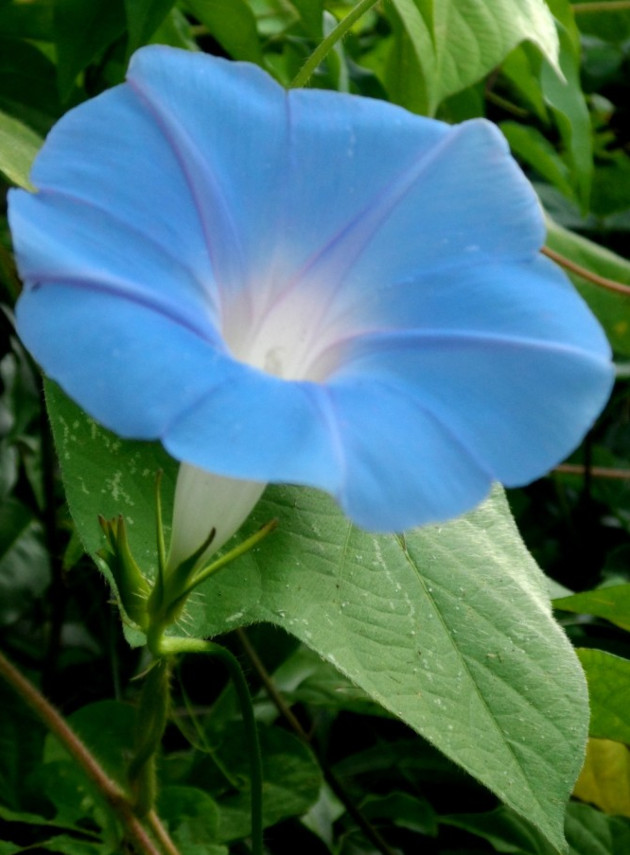 Sus llamativos colores y formas de embudo captan la atención de los insectos. / Foto: Delvis Toledo de la Cruz / 5 de Septiembre