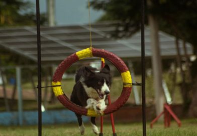 En 2025: mejores delegación y de equipo de deporte canino