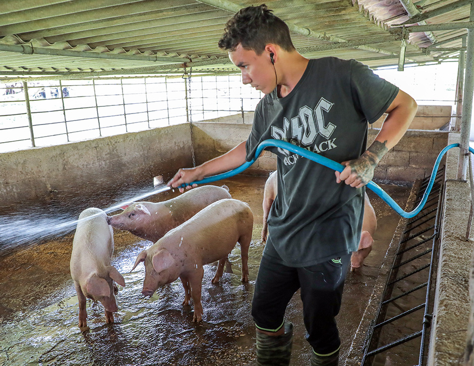 Incrementar la producción porcina es una de las metas de la finca. Foto: Abel Padroón Padilla/Cubadebate.