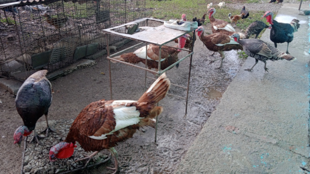 Aves de corral que también la finca Mis sueños, en Carolina, Cienfuegos. / Foto: Luzdeibys González Forcades