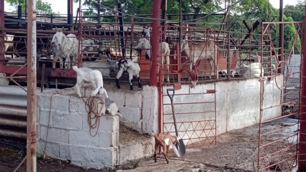 Rebaño de cabras en la finca Mis sueños, de Carolina, en Cienfuegos. / Foto: Luzdeibys González Forcades