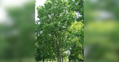 Nuez pecana: estuche de beneficios a la salud