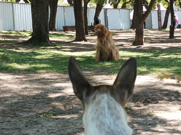 La falta de pedigrí no importa para que nuestro Rocky hiciera buenas migas con un legítimo Labrador Retriever. / Foto: María Elena Llanes Suárez