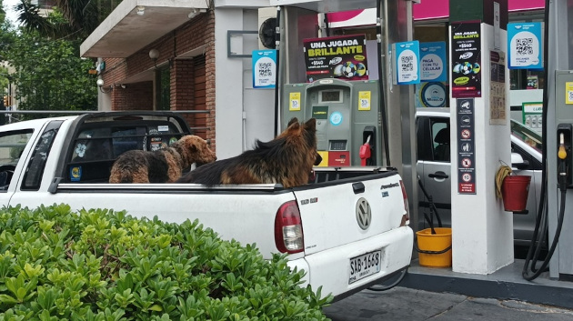Las mascotas en la capital de la República Oriental del Uruguay lo mismo se trasladan por sus cuatro patas como en medios de transporte automotor./ Foto: María Elena Llanes Suárez.