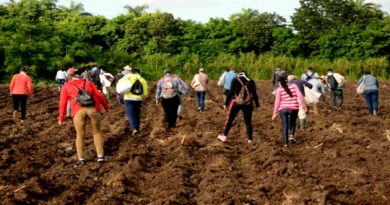 Raíces que buscan fruto: los jóvenes rurales de Cienfuegos entre la tradición y la innovación