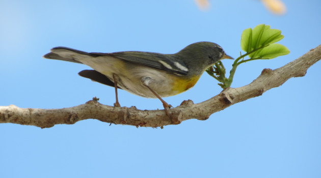Las bijiritas son conocidas en Cuba con el popular término de chinchilas. / Foto: Delvis Toledo de la Cruz / 5 de Septiembre