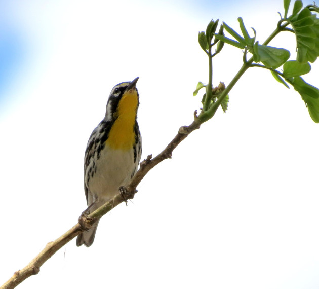 Son pequeñas pero también viajeras de largas distancias. / Foto: Delvis Toledo de la Cruz / 5 de Septiembre