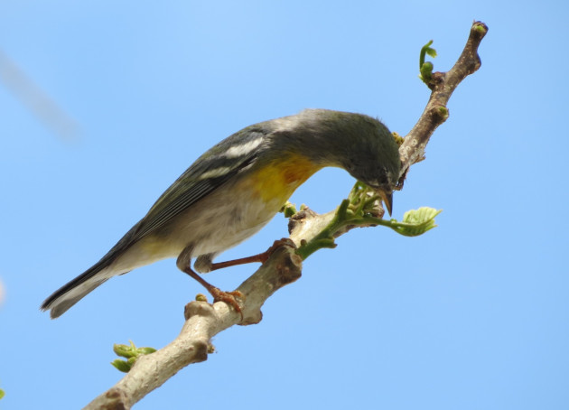 La bijirita chica (Setophaga americana) al igual que el resto de sus primas, se alimenta de pequeños insectos que halla en la vegetación. / Foto: Delvis Toledo de la Cruz / 5 de Septiembre