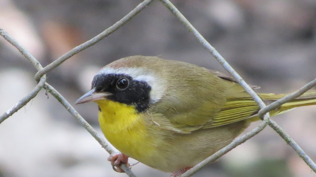 Algunas se identifican por sus coloridos antifaces (Geothlypis trichas). / Foto: Delvis Toledo de la Cruz / 5 de Septiembre