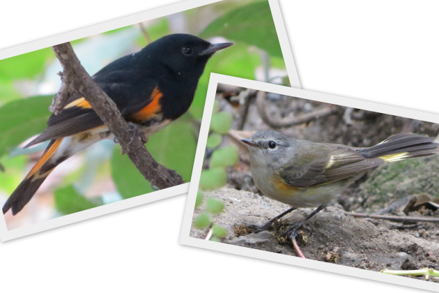 La candelita (Setophaga ruticilla) presenta un marcado dimorfismo sexual. / Foto: Delvis Toledo de la Cruz / 5 de Septiembre