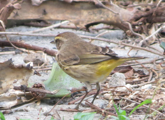 A la especie Setophaga palmarum es usual verla en espacios abiertos, patios y jardines. / Foto: Delvis Toledo de la Cruz / 5 de Septiembre