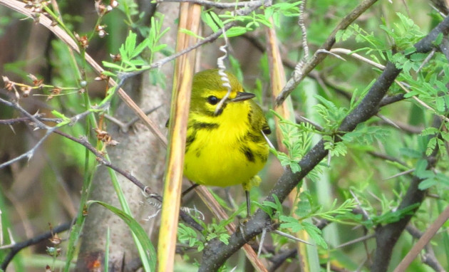 Mariposa galana (Setophaga discolor) en actitud esquiva dentro de la maleza. / Foto: Delvis Toledo de la Cruz / 5 de Septiembre