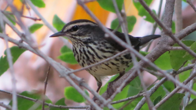 Señorita de Río, una de las chinchilas de mayor tamaño que arriba al archipiélago cada año. / Foto: Delvis Toledo de la Cruz / 5 de Septiembre