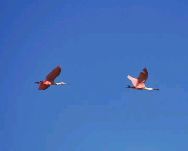 Sevillas o espátulas rosadas en pleno vuelo.