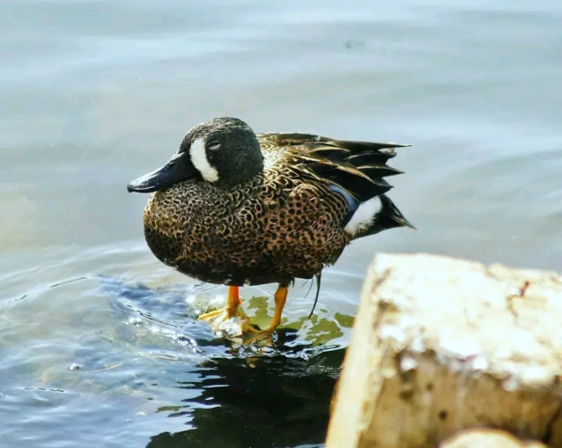 El pato medialuna o de la Florida, especie migratoria que halla en la Ciénaga un refugio durante su estancia.