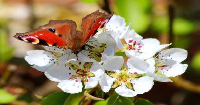 La primavera y la poesía