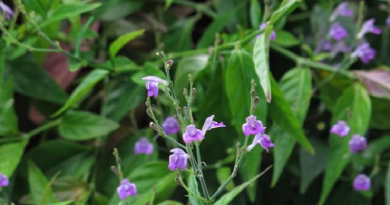 Secretos de la abuela sobre el tilo