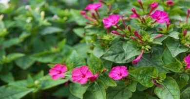 La Maravilla o Don Diego de noche.