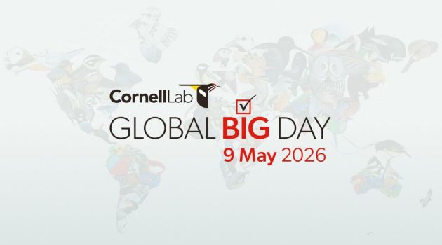 El mayor evento ornitológico del planeta se realiza todos los años. / Tomada de www.ebird.org