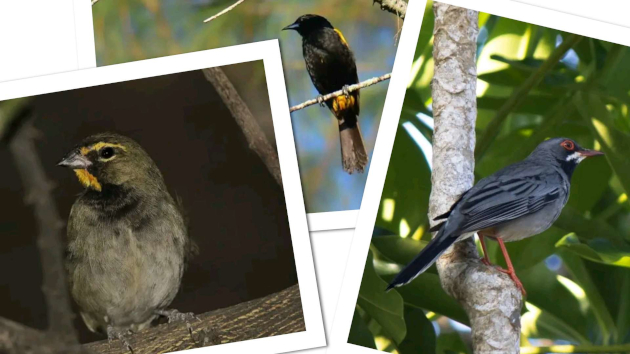 Las aves son las grandes ganadoras del evento anual. / Foto: Delvis Toledo de la Cruz / 5 de Septiembre