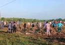 Desde el surco: trabajo voluntario por el 17 de mayo en Cienfuegos (+Foto) Desde el surco: trabajo voluntario por el 17 de mayo en Cienfuegos (+Foto)