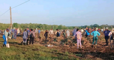 Desde el surco: trabajo voluntario por el  17 de mayo en Cienfuegos (+Foto)