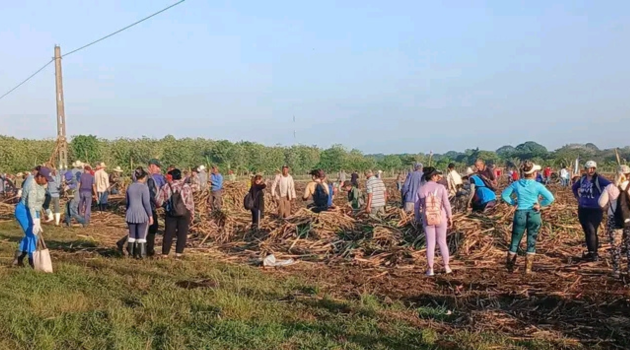 Desde el surco: trabajo voluntario por el  17 de mayo en Cienfuegos (+Foto)