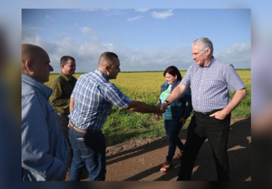 En Cuba crece un arroz con raíces de amistad verdadera (+ Fotos)