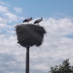 Crónicas desde España Las cigüeñas de Goiriz (3)