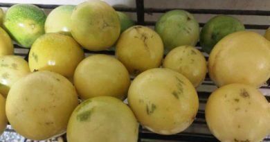 Historia, belleza y delicias del maracuyá Historia, belleza y delicias del maracuyá