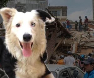 Héroe de cuatro patas.