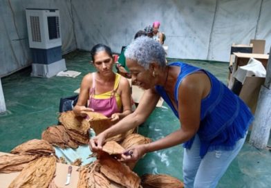 Finca La Vigía: más que el olor a carbón y a tabaco pinareño Finca La Vigía: más que el olor a carbón y a tabaco pinareño