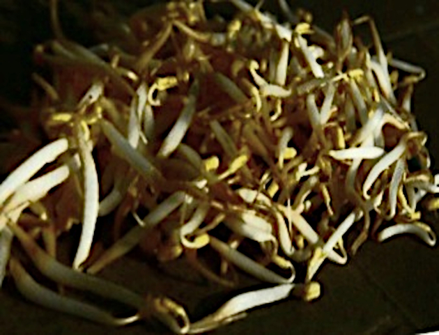 Además de sus cualidades para obtener brotes o germinados, el frijolito chino puede servir para confeccionar un delicioso potaje. / Foto: María Elena Llanes Suárez