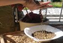 Brotes de legumbres: fuente de incalculable valor nutritivo El frijolito chino es un tipo de legumbre con numerosas propiedades alimenticias y medicinales. / Foto: María Elena Llanes Suárez