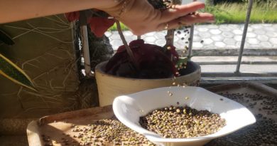 Brotes de legumbres: fuente de incalculable valor nutritivo El frijolito chino es un tipo de legumbre con numerosas propiedades alimenticias y medicinales. / Foto: María Elena Llanes Suárez