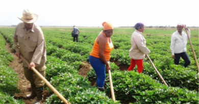 Acciones de campesinos de Cienfuegos por Centenario de Fidel y Primer Congreso en Armas