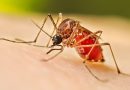 Alertan en Panamá sobre repunte de malaria y dengue Alertan en Panamá sobre repunte de malaria y dengue