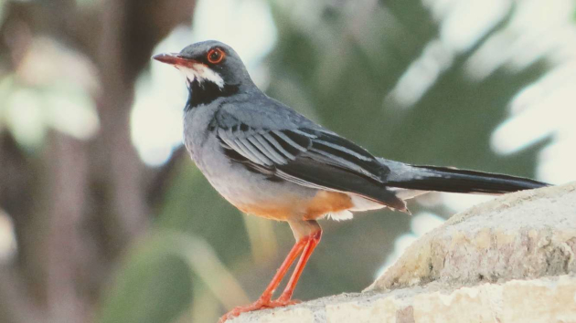 Los zorzales y otros pájaros han hecho suyos lo que todavía perdura.