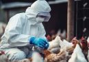 Nueva Zelanda enfrenta amenaza de influenza aviar endémica Nueva Zelanda enfrenta amenaza de influenza aviar endémica