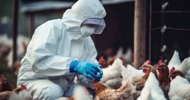 Nueva Zelanda enfrenta amenaza de influenza aviar endémica Nueva Zelanda enfrenta amenaza de influenza aviar endémica