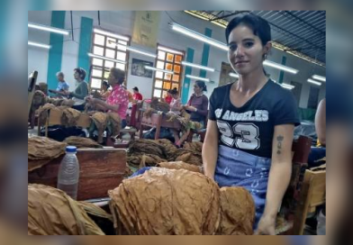 En la Meca del tabaco, entrega y abnegación